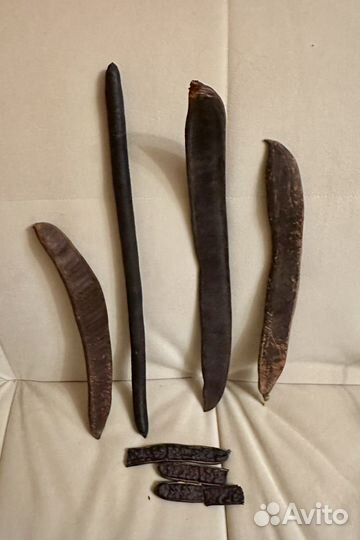 Огромные стручки акации и др