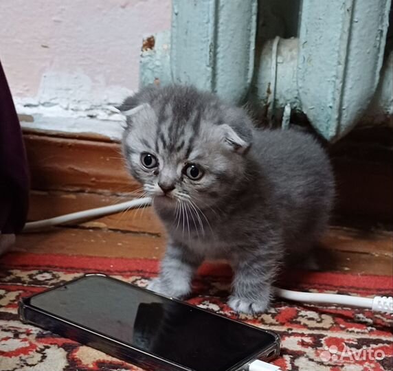 Котята шотландцы