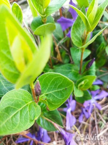 Барвинок крупноцветковый