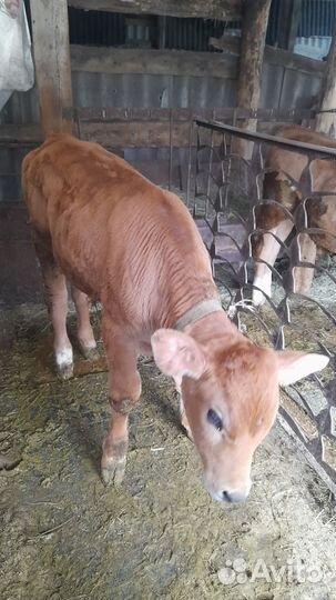 Бычки и телята от 2 месяцев