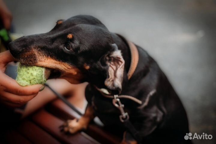 Такса в добрые руки