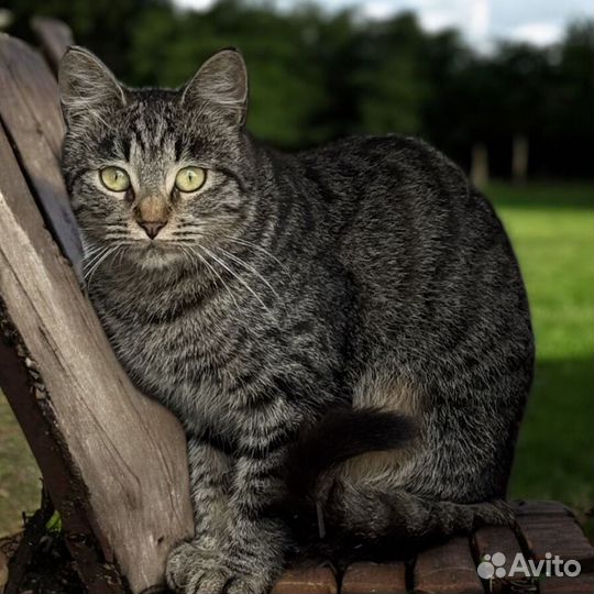 Кот в добрые руки