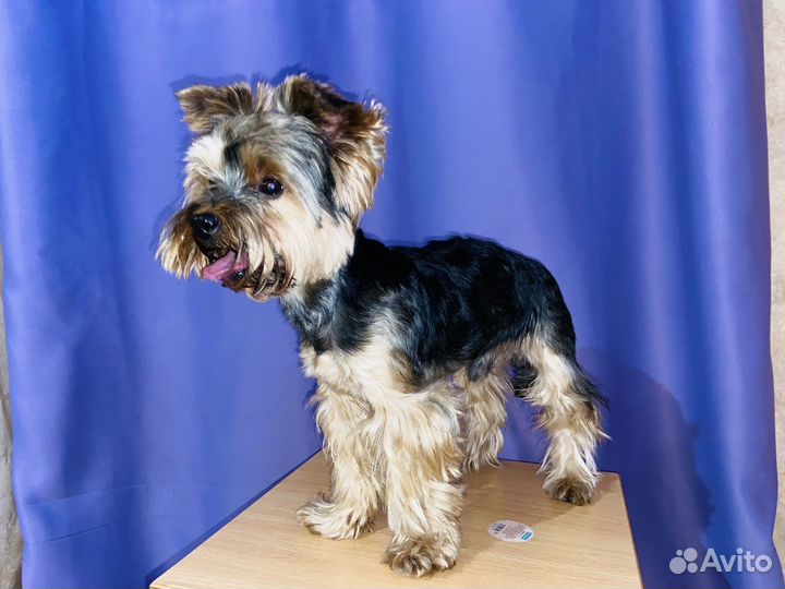 Йоркширский терьер