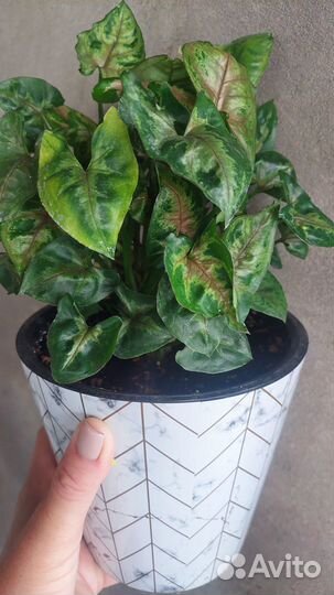 Сингониумы сортовые