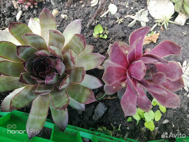 Молодило, садовые, суккуленты