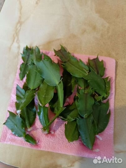 Комнатные цветы отростки