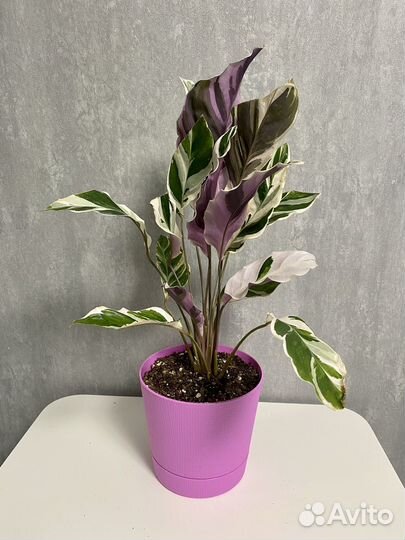 Калатея вайт фюжн