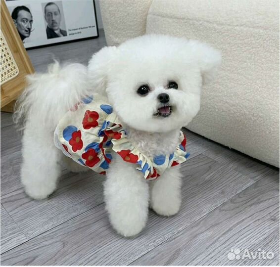 Платье для собачки и кошечки