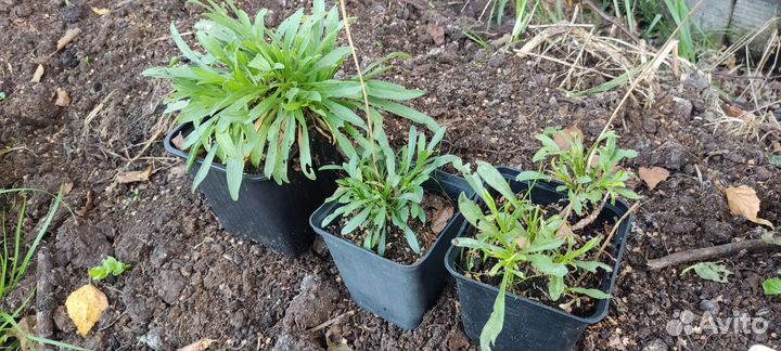 Растения для альпинария