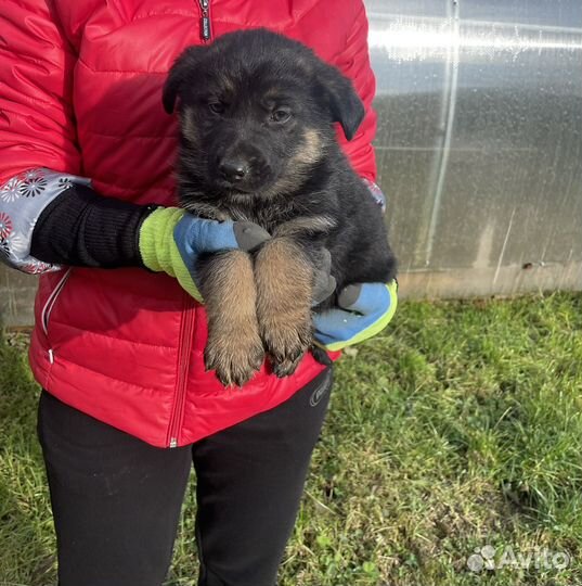 Немецкая овчарка