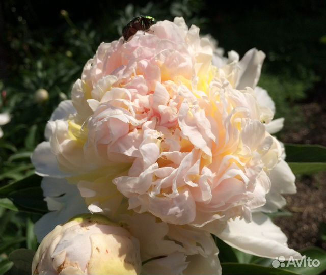 Пионы саженцы