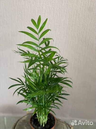 Комнатное растение Хамедорея Элегант D9