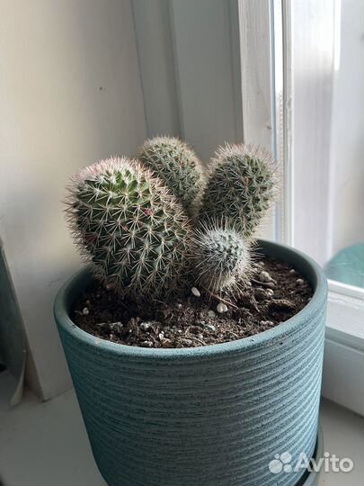 Большой кактус