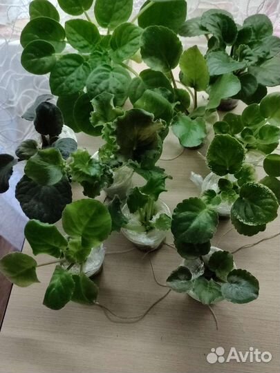 Детки сортовых фиалок, список в объявлении