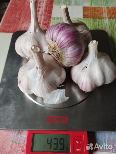 Чеснок (со своего огорода), чеснок на посадку