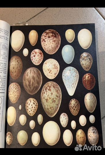 Мир животных. Гладков. Михеев