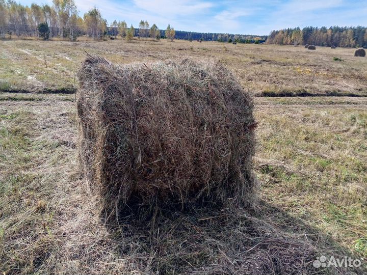 Сено в рулонах возможна доставка