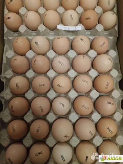 Инкубационное яйцо из России иЕвропы