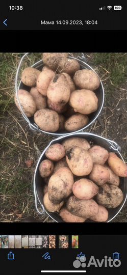 Картофель Лапоть