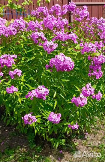 Флоксы многолетние