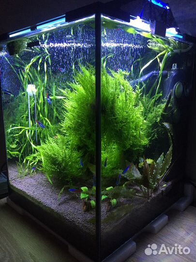 Мох, креветки