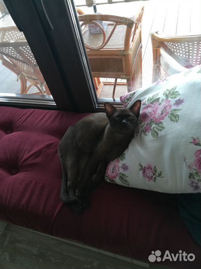 Котик ищет дом