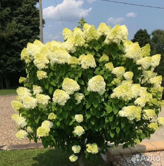 Гортензия метельчатая