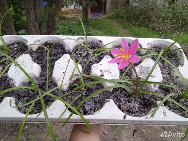 Розовый и белый зефирантес