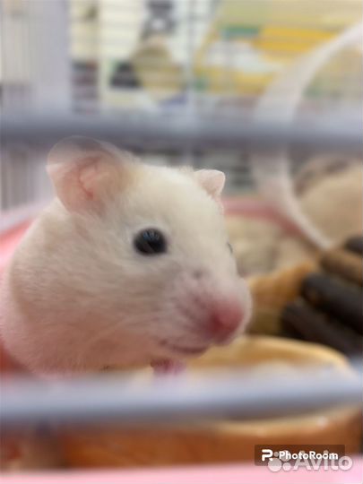 Сирийские хомячки