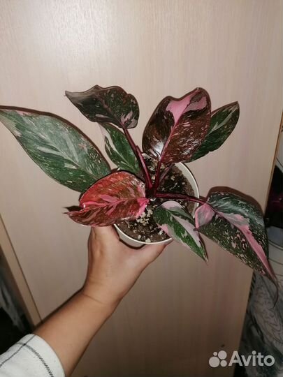 Комнатные цветы