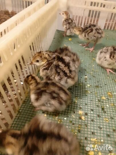 Цесарята, фазанята, идюшата