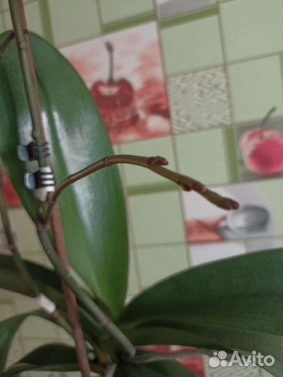 Орхидея фаленопсис