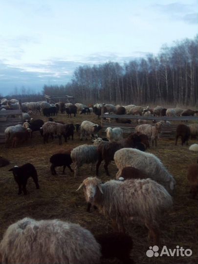 Овцы бараны