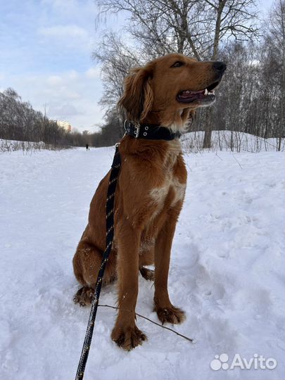 Ирландский сеттер