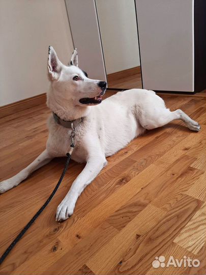 Грумер / Груминг