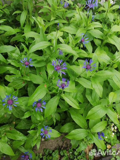 Васильки садовые (многолетники) -цена за кустик