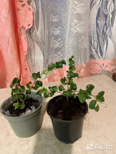 Фикус барок мини