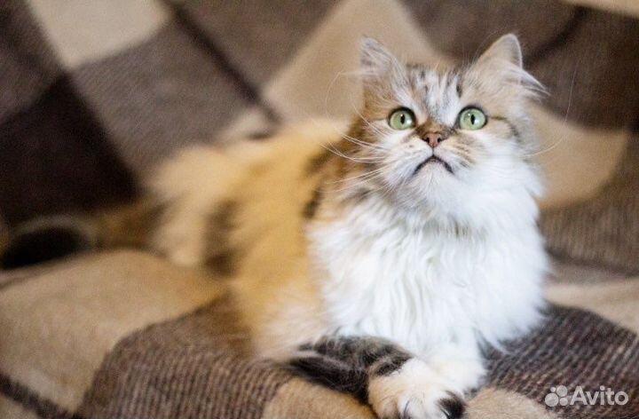 Котик в добрые руки