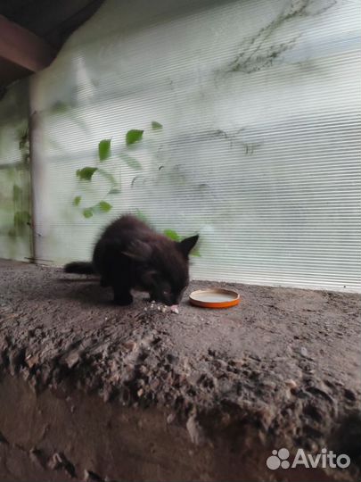 Кошечка черная