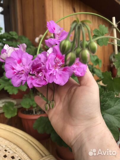 Сортовые пеларгонии
