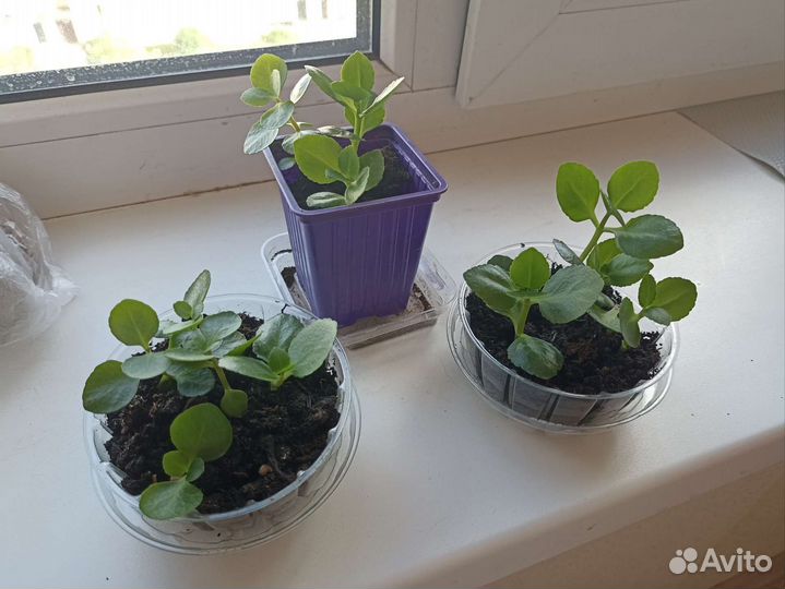 Комнатные цветы каланхоэ