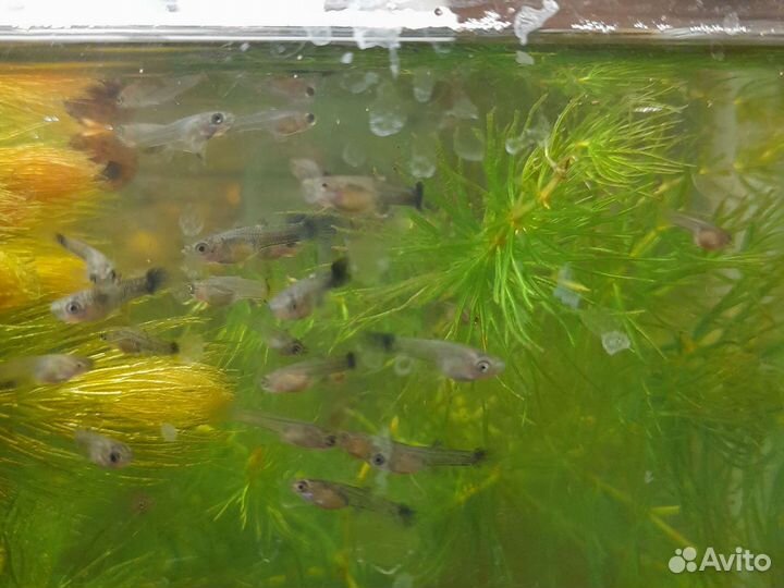 Мальки гуппи