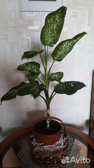 Диффенбахия и Шефлера компакта