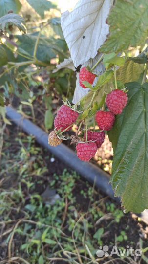 Саженцы малины