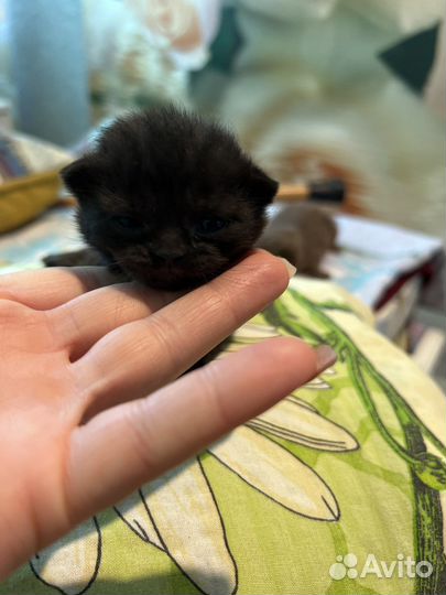 Кошки в добрые руки породистые 