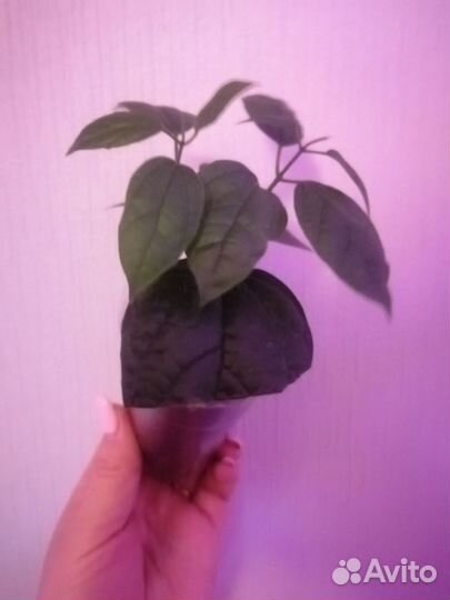 Клеродендрум томпсон