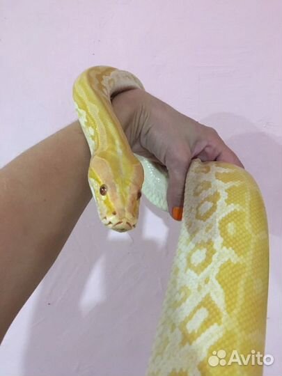 Животные для фотосессии