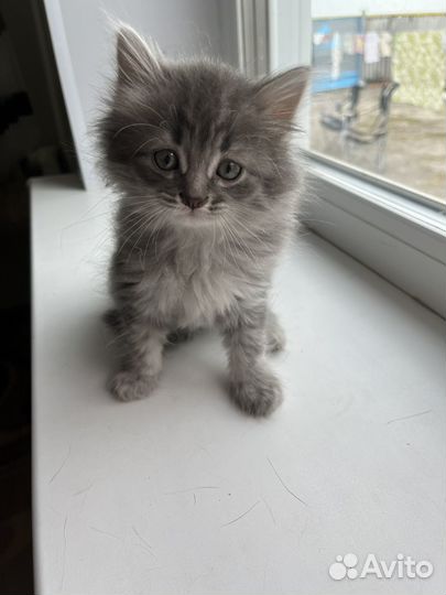 Британские котята