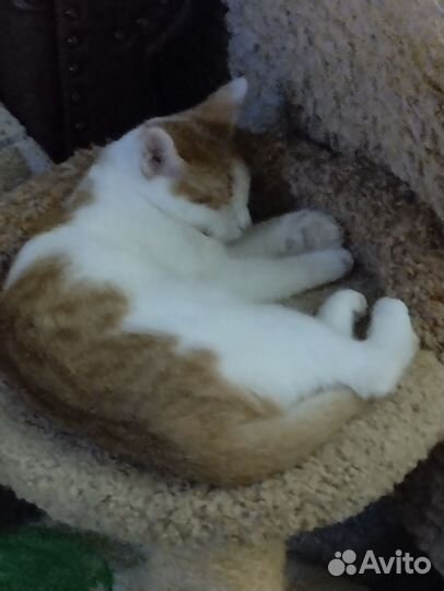Котенок в добрые руки