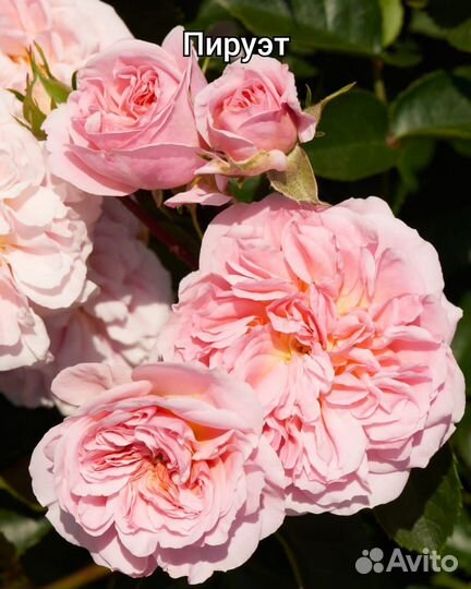 Кусты роз: миниатюрные, флорибунда, ч/г, плетистые